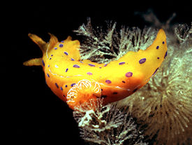 3.2 Polycera Greilada elegans Keith Hiscock