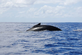 Humpback Whale