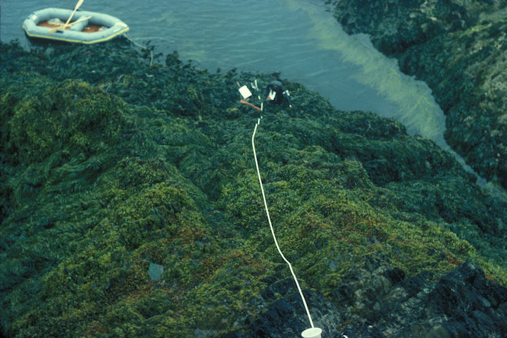 A transect line laid down steeply sloping rock on the north side of Rat Island – a very sheltered shore. The width of each seaweed zone was measured and the algae and invertebrates present in each zone recorded. Project undertaken in 1976/77 (see Hiscock & Hiscock, 1979) © Keith Hiscock