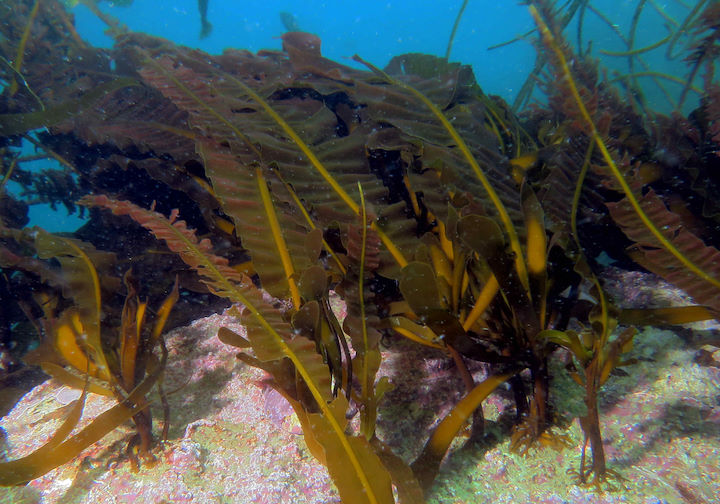 3.2E Dabberlocks Alaria esculenta Eddystone crp adj LR KH 210819