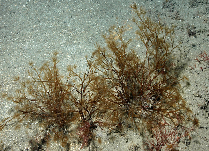 Tassel weed <em>Carpomitra costata</em> © Keith Hiscock