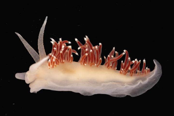 Coryphella browni BP studio shot Lundy 10Jun26