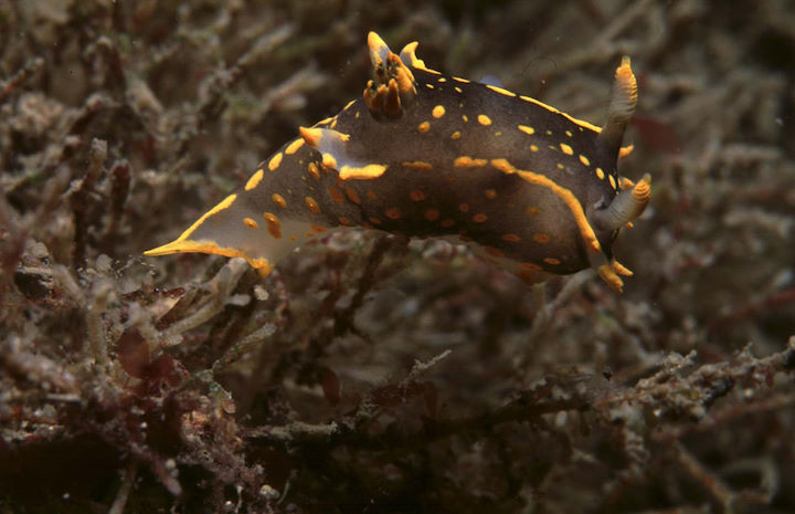 An unusual mottled form of <i>Polycera quadrilineata</i>, photographed at Lundy © Robert Irving